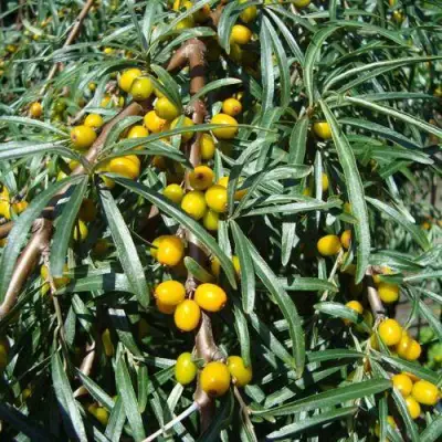 Облепиха ЖЕЛТОПЛОДНАЯ в Бобруйске