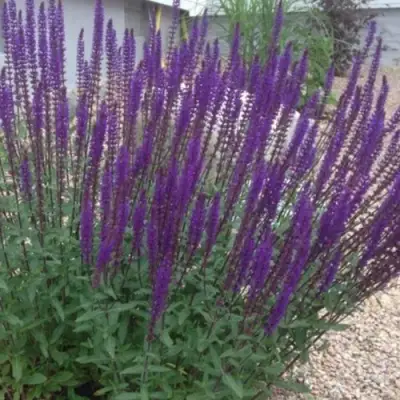 Шалфей КАРАДОНА в Бобруйске