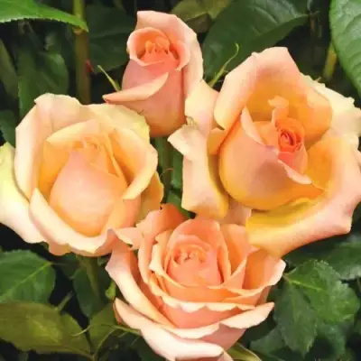 Роза ВЕРСИЛИЯ чайно-гибридная в Бобруйске