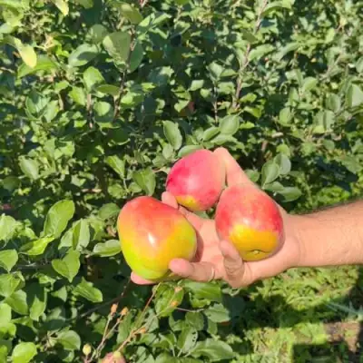 Яблоня КАНДИЛЬ БАГРЯНЫЙ в Бобруйске