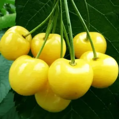 Черешня ПОДСНЕЖНИК в Бобруйске