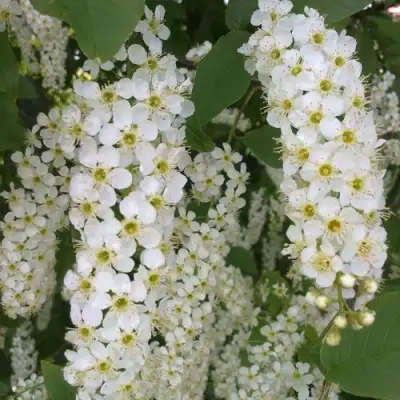 Черемуха САМОПЛОДНАЯ в Бобруйске