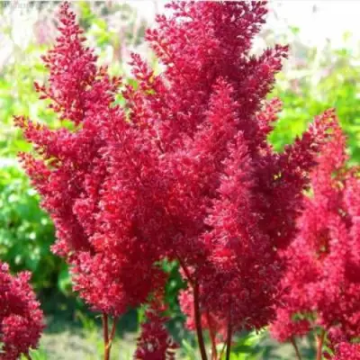 Астильба СКАЙСКРЕЙПЕР китайская в Бобруйске