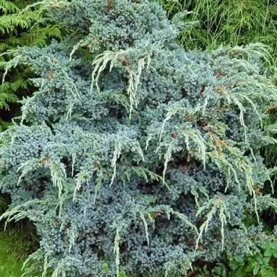Можжевельник БЛЮ АЛЬПС китайский  в Бобруйске