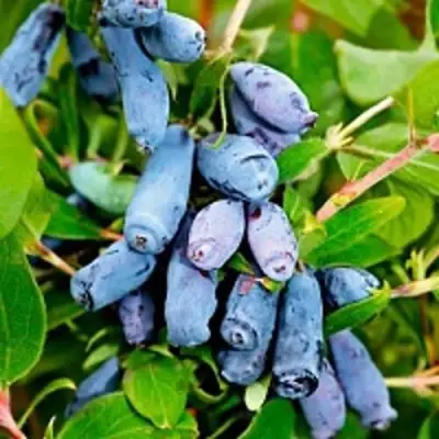 Жимолость съедобная БАКЧАРСКИЙ ВЕЛИКАН в Бобруйске