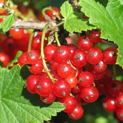 Смородина красная РАЧКОВСКАЯ в Бобруйске