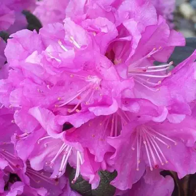 Рододендрон П.Ж.М. ЭЛИТ в Бобруйске