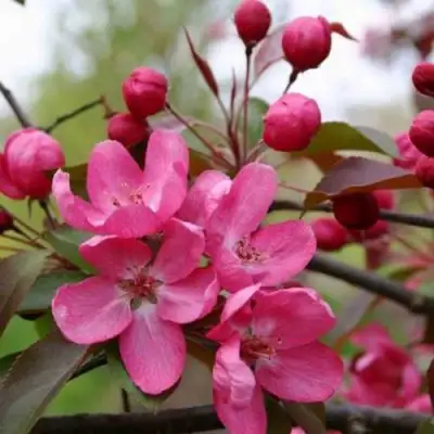 Яблоня РУДОЛЬФ декоративная  в Бобруйске