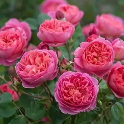 Роза БЕНДЖАМИН БРИТТЕН шраб в Бобруйске