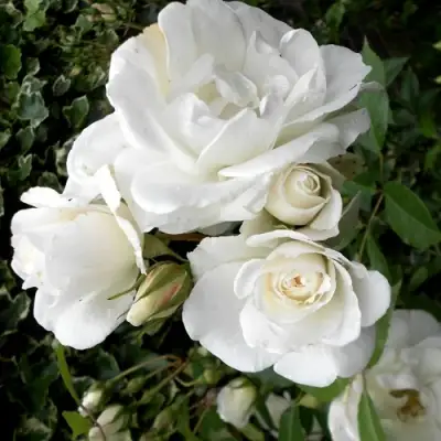 Роза АЙСБЕРГ флорибунда в Бобруйске