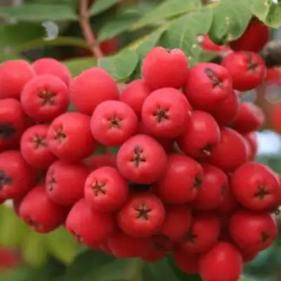 Рябина АЛАЯ КРУПНАЯ сладкоплодная в Бобруйске