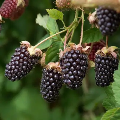 Ежемалина БОЙСЕНБЕРРИ в Бобруйске