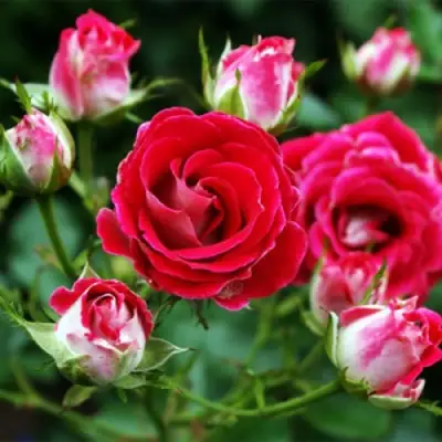 Роза ШОНЕ КОБЛЕНЦЕРИН флорибунда в Бобруйске