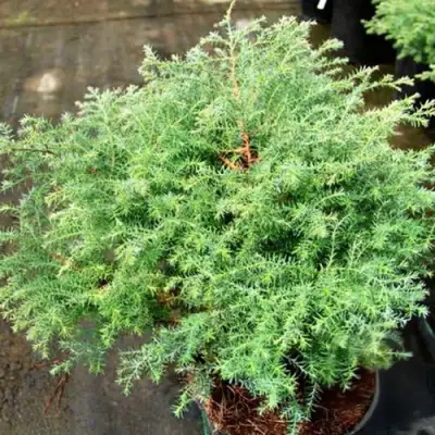 Кипарисовик СКВАРРОЗА горохоплодный в Бобруйске