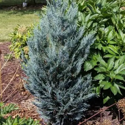 Кипарисовик ДАРТС БЛЮ РИББОН лавсона в Бобруйске