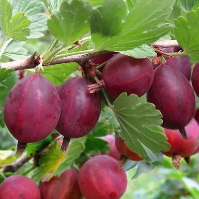 Крыжовник ХИННОМАКИ РОТ в Бобруйске