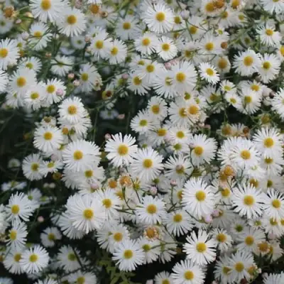 Болтония СНОУБЭНК в Бобруйске