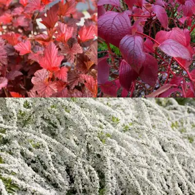 Комплект ЖИВАЯ ИЗГОРОДЬ в Бобруйске