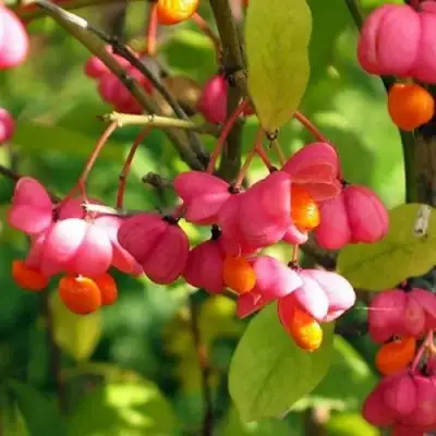 Бересклет ЕВРОПЕЙСКИЙ в Бобруйске