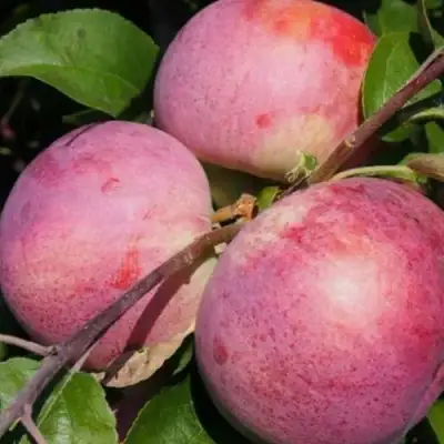 Яблоня БЕЛОРУССКОЕ МАЛИНОВОЕ в Бобруйске