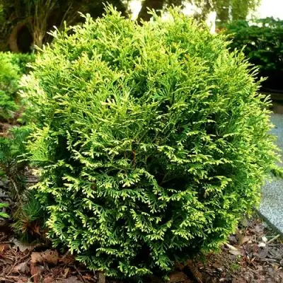 Туя ВОТЕРФИЛД западная в Бобруйске