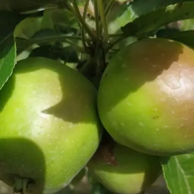 Яблоня ПАМЯТЬ СИКОРЫ в Бобруйске