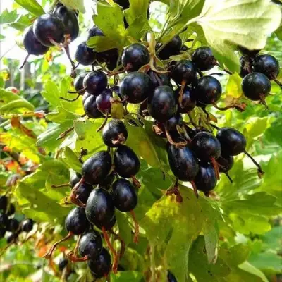 Смородина золотистая ОВАЛЬНАЯ в Бобруйске