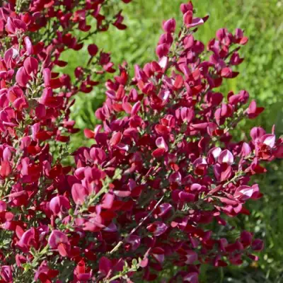 Ракитник БОСКОП РУБИ  в Бобруйске