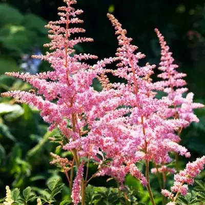 Астильба ЭДЕНС ОДИССЕЙ Арендса в Бобруйске