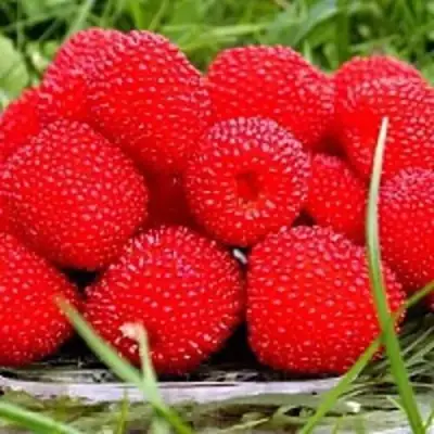 Малина ТИБЕТСКАЯ (РОЗОЛИСТНАЯ) в Бобруйске