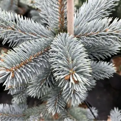 Ель РОЯЛ БЛЮ колючая  в Бобруйске