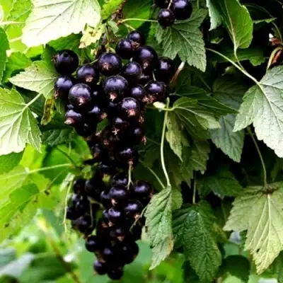 Смородина чёрная БЕЛОРУССКАЯ СЛАДКАЯ в Бобруйске