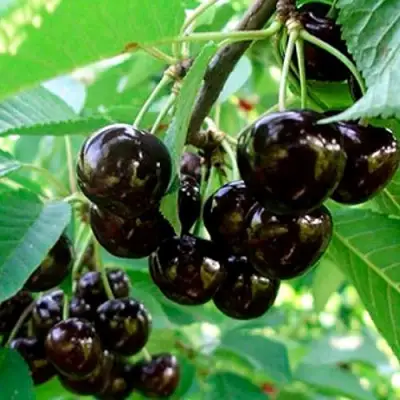 Черешня МУСКАТНАЯ в Бобруйске