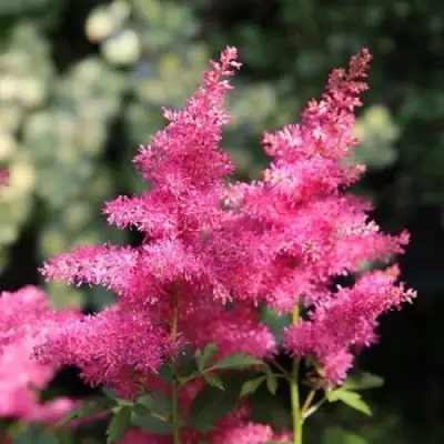 Астильба САННИ ДЕЙ гибридная в Бобруйске