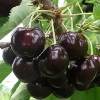 Вишня РОССОШАНСКАЯ ЧЕРНАЯ в Бобруйске