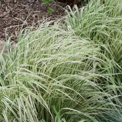 Вейник ОВЕРДАМ остроцветковый в Бобруйске