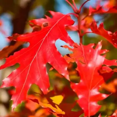 Дуб красный в Бобруйске