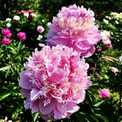 Пион ЛАВОН травянистый в Бобруйске