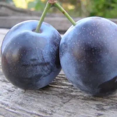 Слива БЛЮФРИ в Бобруйске