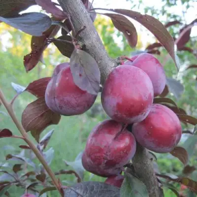 Слива ЛАМА в Бобруйске