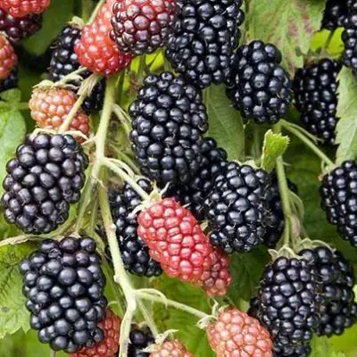 Ежевика НАВАХО бесшипная  в Бобруйске