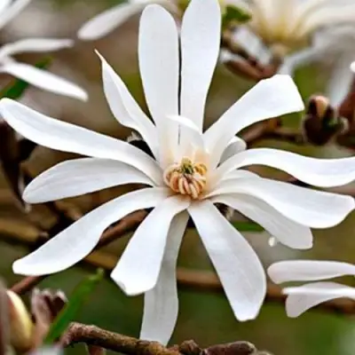 Магнолия СТЕЛЛАТА в Бобруйске