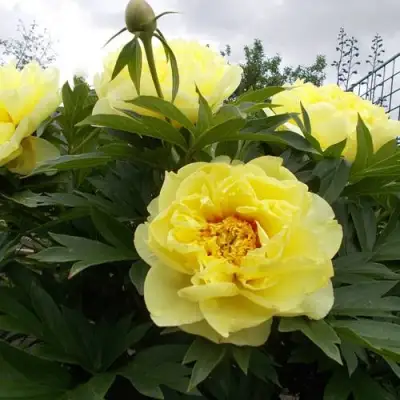 Пион БАРЦЕЛЛА (БАРТЗЕЛЛА) ито-гибрид в Бобруйске