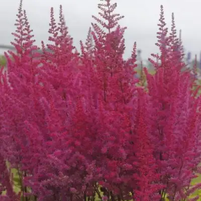 Астильба МАЙТИ ЧОКОЛАТ ЧЕРРИ китайская в Бобруйске