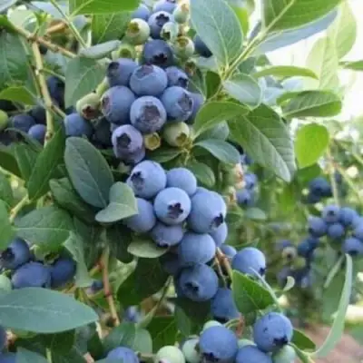 Голубика ЭЛЛИОТ в Бобруйске