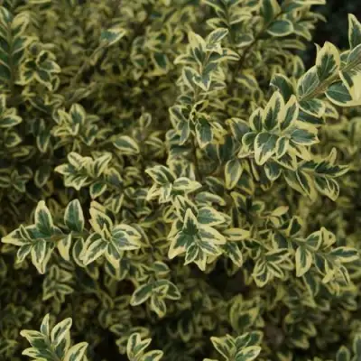 Самшит АУРЕАВАРИЕГАТА в Бобруйске