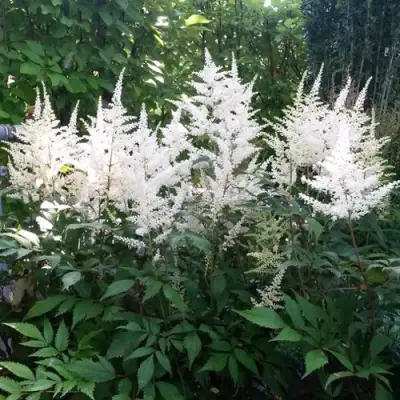 Астильба БРАУТШЛЕЙЕР Арендса в Бобруйске