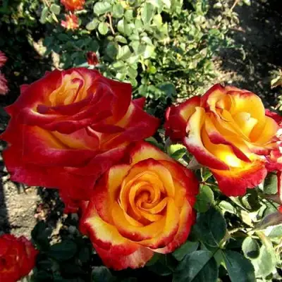 Роза ХАЙ МЭДЖИК чайно-гибридная в Бобруйске