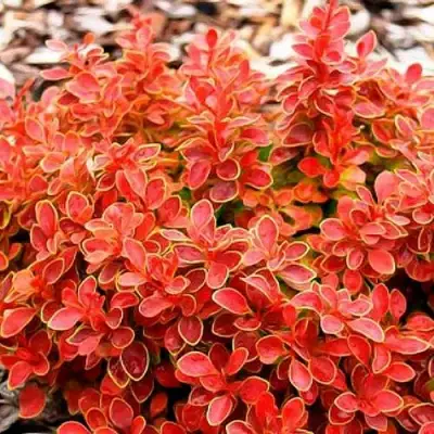 Барбарис КОРАЛ тунберга в Бобруйске