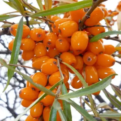 Облепиха КОСТЕР в Бобруйске